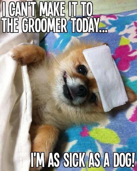 Funny cute dog plays sick Sick Dog Quotes, Foods Bad For Dogs, Dog Hotel, Dog Grooming Tips, James Maslow, Sick Dog, Dog Quotes Funny, Body Balance, Dog Pin