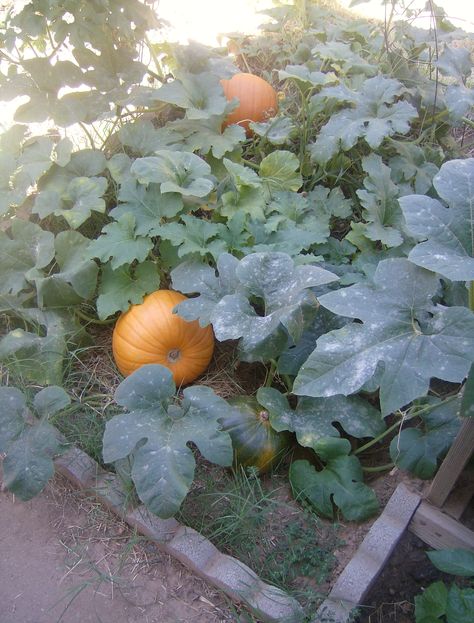 Im going to try it this year !! Pumpkin Growing, Grow Pumpkins, Pumpkin Plant, Autumn Things, Natures Bounty, Garden Patch, Planting Pumpkins, Pumpkin Garden, Growing Pumpkins