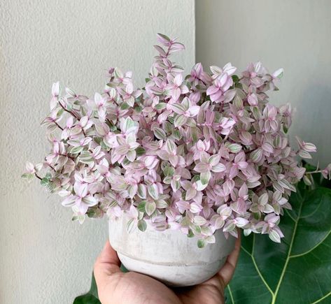 Callisia repens. Vigorous creeping vine with orbicular, clasping leaves. Foliage is an eye catching pink with green stripes. Perfect indoor plant used in terrariums or decorative hang basket. Plant in free draining soil to prevent root rot. Once established they can tolerate extended dry periods, while watering in the warmer month will encourage vibrant leaf color and promote growth. Water when soil feels dry or plant starts to droop. Keep soil moist but not wet, watering more in summer less in Pink Lady Plant, Plant Jungle, Inch Plant, Basket Plant, Plant Goals, Pink Plant, Houseplants Indoor, Table Diy, Plant Aesthetic