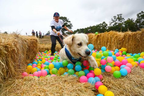 Adventure Dog Cross Country Challenge 2023 - April 2 | Australian Dog Lover Cross Country Move With Pets, Teaching Dogs Not To Jump, Dog Activity, Dog Events, Trail Running With Dogs, Ecollar Dog Training, Australian Dog, Adventure Dog, Fundraising Activities