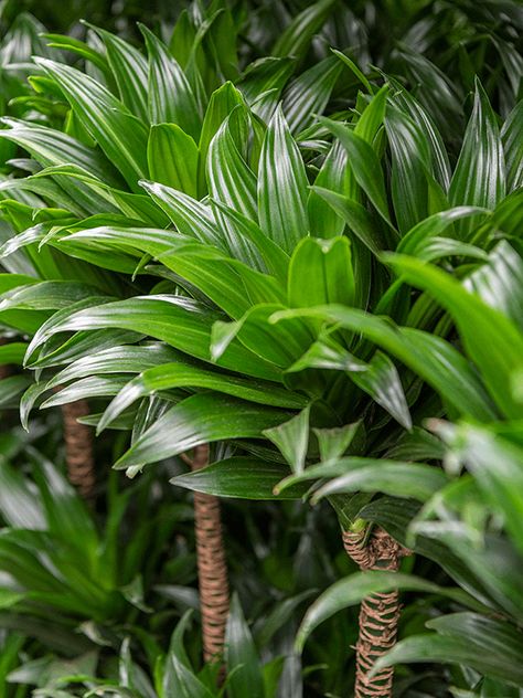 dracaena fragrans compacta large mood Dracaena Fragrans, Growing Corn, Houseplants Low Light, Indoor House Plants, Dracaena Plant, Tropical Africa, Corn Plant, Easy Care Plants, Liquid Fertilizer