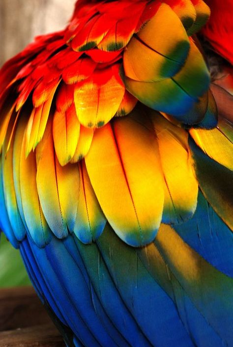 Colourful Birds, Parrot Feather, Colorful Feathers, Exotic Birds, Over The Rainbow, World Of Color, Bird Feathers, Beautiful Creatures, Beautiful Birds