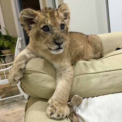 Max is quite comfortable indoors or out🐾 #lion #lioncub #savelions #bigcat #notpets #zwfmiami #zwf Lion Cub Aesthetic, Lion Pet, Lions Roar, Baby Lions, Chanel N5, Pet Lion, Baby Tigers, Baby Cubs, Health Record