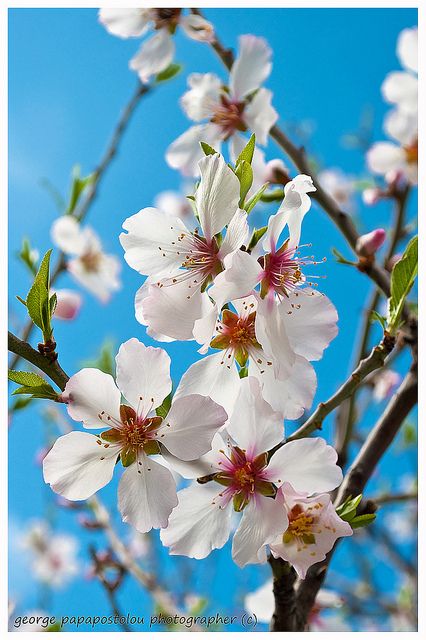 Almond Flower Tattoo, Bible Flowers, Almond Branch, Kos Island, Pretty Flowers Pictures, Kos Greece, Almond Flower, Almond Blossoms, Small Shoulder Tattoos