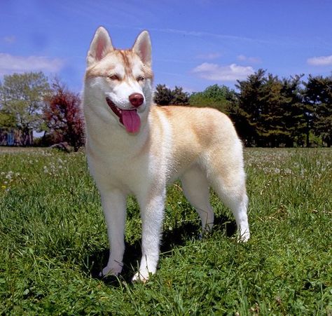 AKC News - 10 Smart Dog Breeds Sable Husky, Working Dogs Breeds, Smartest Dog Breeds, Best Dogs For Families, Alaskan Husky, Siberian Husky Dog, Best Dog Breeds, Smart Dog, Dogs And Kids