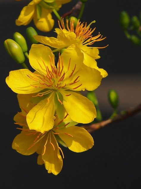 Vietnamese Flower, Bangladeshi Flower, Cambodia National Flower, Yellow Cherry Blossom, Yellow Orchid Aesthetic, Flower Arrangements Simple, Peach Flowers, Yellow Flower, Real Flowers