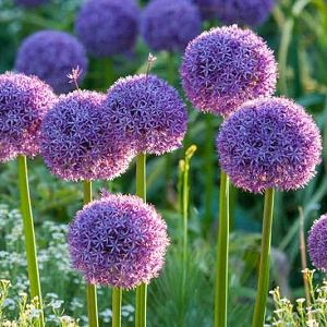 A Charming Border Idea with Allium, Nepeta  Grasses Giant Allium, Allium Globemaster, Allium Christophii, Ornamental Onion, Groundskeeper Willie, Narrow Garden, Summer Bulbs, Fall Bulbs, Bee Friendly