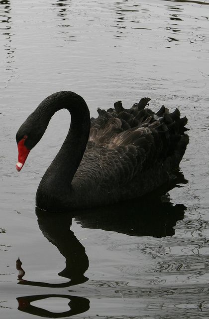 Believed to be mythical, black swans in fact turned out to be quite real. Black Swans, Matka Natura, Wild Beauty, Black Swan, 귀여운 동물, Beautiful Creatures, Beautiful Birds, Animal Kingdom