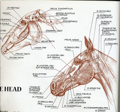 Horse Face Muscles, Horse Muscles Anatomy, Horse Head Anatomy Drawing, Horse Head Anatomy, Horse Muscle Anatomy, Horse Muscles, Anatomy Muscles, Ahal Teke, Equine Anatomy