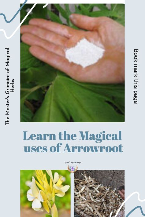 If you're looking to learn about the magical and mysterious world of Arrowroot, then you have come to the right place! In our Crystal Vaults, we will be exploring its ritual uses, healing properties, lore and legends, as well as uncovering the secrets to its power and potential. Learn to unlock its potential and capitalize on the mysteries of this incredible herb. So what are you waiting for? Bookmark this page now, and let's start our journey into the world of Arrowroot! Arrow Root Powder Uses, Aloe Vera Magical Properties, Licorice Root Magical Properties, Angelica Root Magical Properties, Orris Root Magical Properties, Burdock Root Magical Properties, Conjure Magic, Jar Spells, Arrowroot Powder