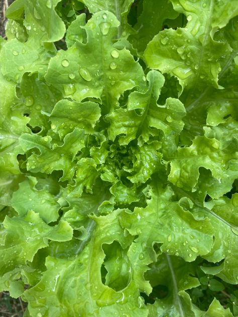 ♡ follow pinterest haileywil ♡ #lettuce #graden #farm #gardentherapy #food Lettuce Farm, People Eating, Lettuce, Cannes, Food Animals, Stuffed Mushrooms, Salad, Fruit, Drawings