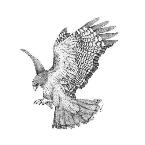 Jay Alvarez, Bird Of Prey Tattoo, Hawk Art, Falcon Tattoo, Hawk Tattoo, Sparrow Tattoo, Instagram Illustration, Eagle Tattoos, Red Tailed Hawk