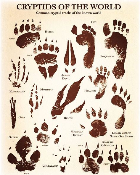 Im kind of obsessed with this at the moment. #cryptozoology #footprints #iwanttobelieve Cryptidcore Aesthetic, Myths & Monsters, Mythical Monsters, World Mythology, Legends And Myths, Urban Legends, Mythical Creatures Art, Mythological Creatures, Creature Concept