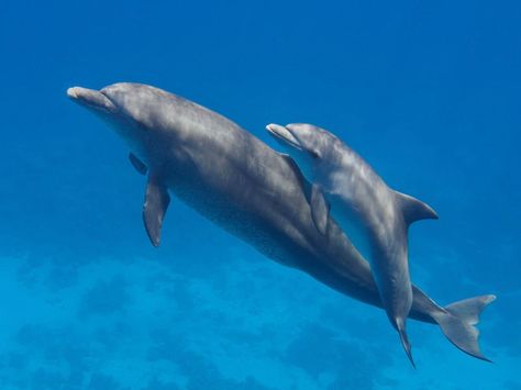 Baby Dolphins, Bottlenose Dolphin, Marine Mammals, Baby Animals Funny, Ocean Life, Sea Animals, Indian Ocean, Marine Life, Sea Creatures