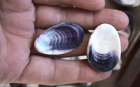 How To Polish Wampum (Step-by-Step Guide) - Rock Seeker Quahog Shell Crafts, Wampum Craft, How To Polish Shells, Satisfying Crafts, Beach Rocks Crafts, Sandy Oregon, How To Polish Rocks, Lapidary Jewelry, Sea Shells Diy