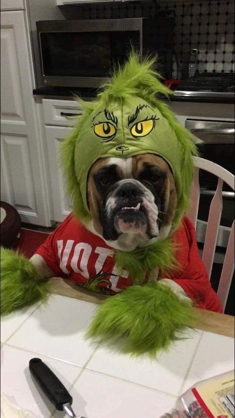 Christmas Pets Funny, Dog Grinch Costume, Christmas Photos At Home, Christmas Presents For Dogs, Dog Christmas Costumes, Presents For Dogs, Dog Christmas Costume, Grinch Dog, Christmas Card Dog