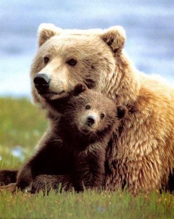 Mother bears are notoriously protective of their cubs, who stay with their mothers for about two years. Bear Standing, Animal Meanings, Mother Bears, Bear Cubs, Grizzly Bear, Sweet Animals, Baby Bear, Black Bear, Brown Bear