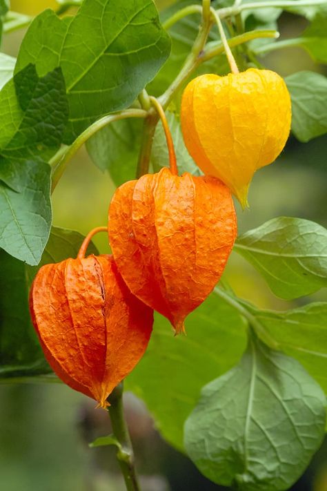 20 Plants to Grow for an Edible Front Yard Ideas Around Trees, Front Yard Plants, Fleur Orange, Chinese Lantern, Edging Ideas, Garden Aesthetic, Plant Photography, Chinese Lanterns, Green Lawn