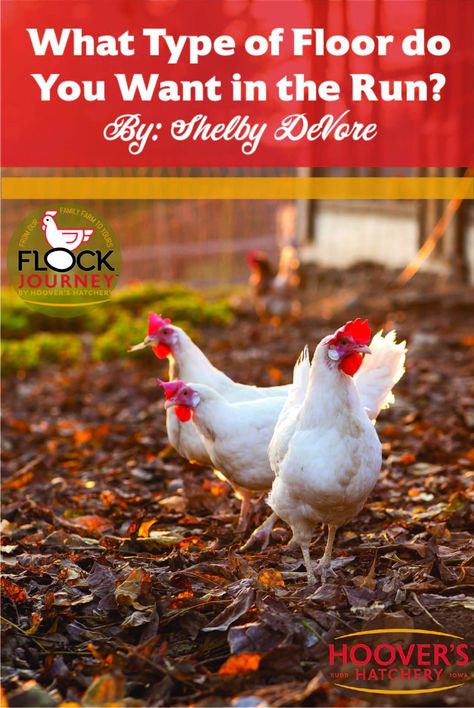 The run is an important part of a chicken coop, read more to learn about what types of floor are best for a run! Duck Run Flooring, What To Put In Chicken Run, Chicken Coop Run Flooring, Best Chicken Coop Flooring, Chicken Coop Runs, Chicken Run Flooring Ideas, Chicken Run Floor, Chicken Run Flooring, Chicken Coop Flooring