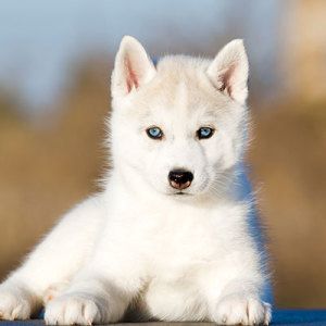 Husky Puppies For Sale, Husky Puppies, Siberian Husky Puppies, Husky Puppy, Siberian Husky, Puppies For Sale, Blue Eyes, Husky, Puppies