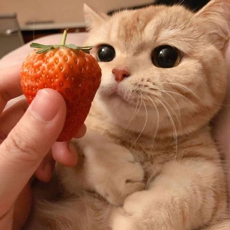 Strawberry Cat, A Cat, Cute Cat, Yellow, On Instagram, Instagram