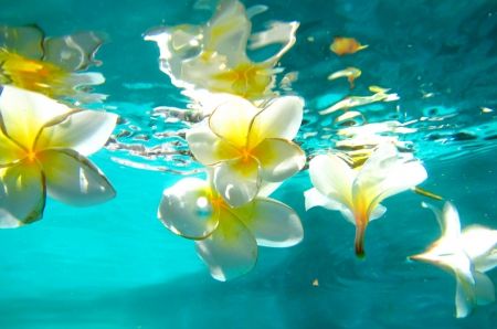 Plumeria Floating in a Pool - Desktop Nexus Wallpapers Plumeria Flowers, Flowers Wallpapers, Awesome Videos, Beautiful Wallpapers Backgrounds, Beach Wallpaper, Desktop Backgrounds, Flower Phone Wallpaper, Summer Wallpaper, Flower Backgrounds