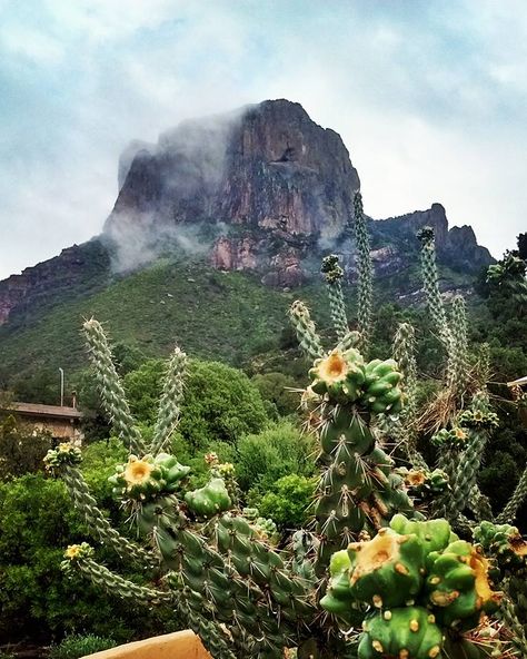 Chisos Mountains Lodge, Big Bend, TX - August Rain, Chisos Mountains, Cholla Cactus, Bird Migration, Big Bend National Park, Mountain Lodge, West Texas, Big Bend, Golf Resort