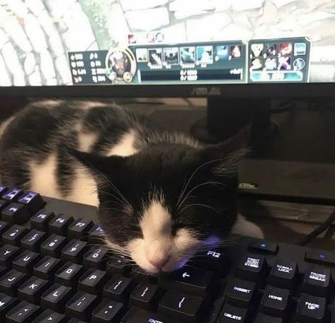 My Cat, Keyboard