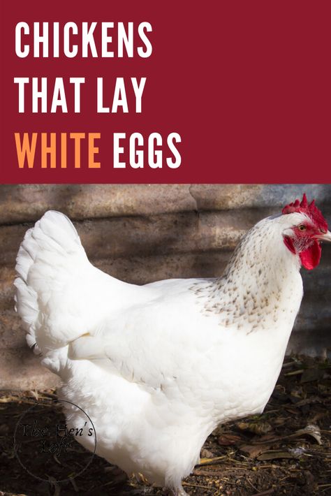 White Chicken Breeds, Delaware Chickens, Chickens Breeds, Best Chicken Breeds, Egg Laying Hens, Egg Farm, Laying Chickens Breeds, Small Farming, Laying Chickens