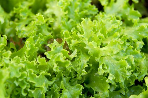 Growing Lettuce Indoors, How To Harvest Lettuce, Types Of Lettuce, Lettuce Seeds, Growing Lettuce, Head Of Lettuce, Salad With Sweet Potato, Lettuce Leaves, Organic Seeds