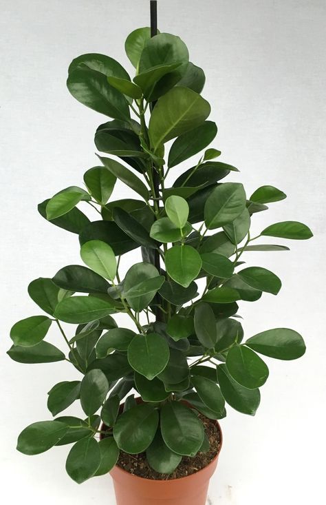 Ficus Moclame, Plant Mom, House Plants, Plant Leaves, Plants, Flowers, Green, Quick Saves, Nature