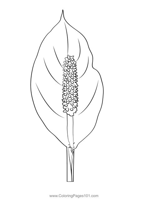 Peace Lily Coloring Page Peace Lily Drawing, Peace Lily Sketch, Peace Lily Tattoo, Lily Outline Drawing, Lily Sketch Simple, Lily Illustration Simple, Water Lily Coloring Page, Lily Coloring Pages, Peace Plant