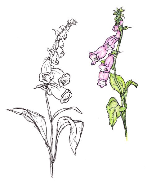 Fox Gloves (own sketch) Foxglove Drawing, Fox Glove Flower, Gloves Illustration, Gloves Drawing, Fox Gloves, Foxglove Flower, Realistic Flower Drawing, Fox Glove, Wildflower Drawing