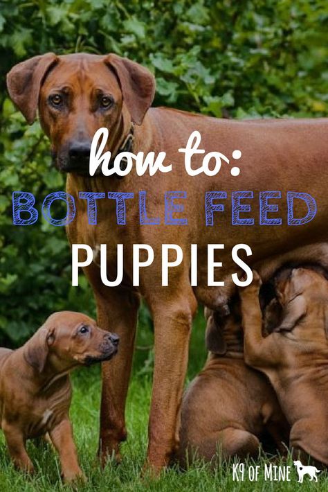 How To Bottle Feed A Puppy #puppies #dogbreeding #bottlefeedinganimals Bottle Feeding Puppies, Feeding Puppies, Feeding Puppy, English Bulldog Breeders, Nutrition 101, Dog Skin Care, Puppy Diy, Puppy 101, Dog Advice