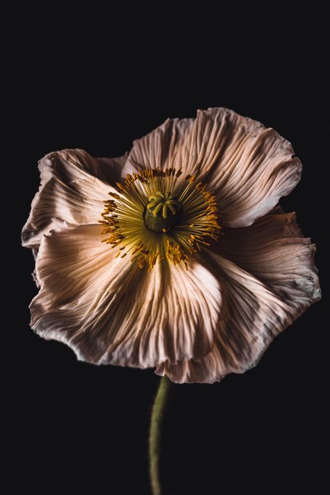 White and yellow flower in close up photography photo – Free Deutschland Image on Unsplash Poppy Photography, Poppy Images, Minimal Background, Plant Wallpaper, Close Up Photography, Leaf Background, Floral Photography, Download Free Images, Nature Images