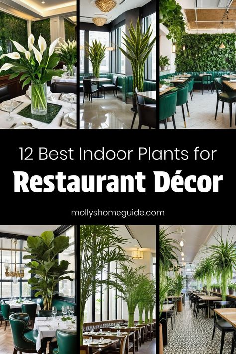 Elevate the ambiance of your restaurant with the best indoor plants for restaurants. Embrace an indoor plant obsession and discover unique, beautiful plants that will captivate your guests. These must-have indoor plants are not only stunning but also excel at purifying the air. Find plants that thrive in high humidity or ones that require minimal care, catering to plant lovers of all levels. Let these indoor plants take care of themselves while adding a touch of greenery to your dining space. Plant Obsession, Bird Of Paradise Plant, Paradise Plant, Best Indoor Plants, Peace Lily, Fiddle Leaf Fig, Spider Plants, Beautiful Plants, Island Vibes