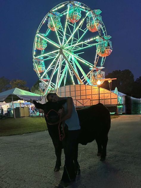 Showing Steers, Livestock Pictures, Cow Showing, Cattle Showing, Fair Week, Fair Season, Livestock Showing, Show Steers, Show Cows