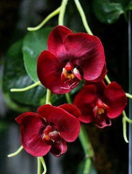 Orquídea sangrienta. Orchid Seeds, Red Orchids, The Secret Garden, Unusual Flowers, Beautiful Orchids, Flowers Garden, Exotic Plants, Orchid Flower, Exotic Flowers