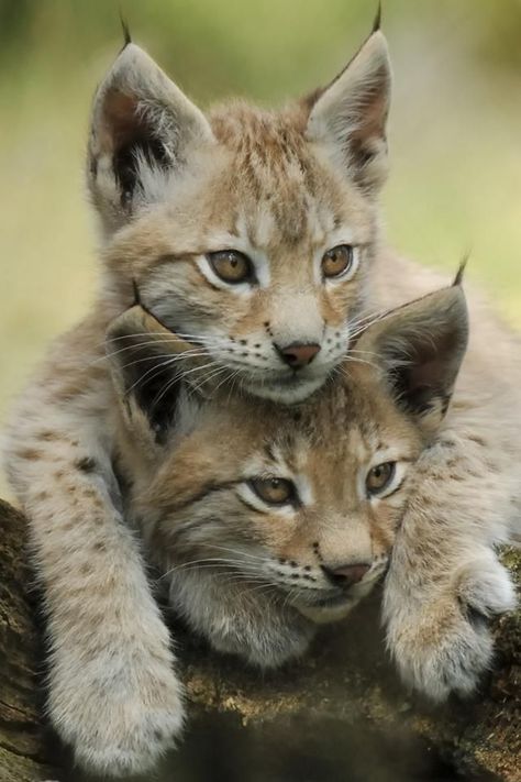 lynx kittens Lynx Kitten, Small Kittens, Animal Planet, Lynx, Beautiful Cats, 귀여운 동물, Baby Cats, Animals Friends, Big Cats