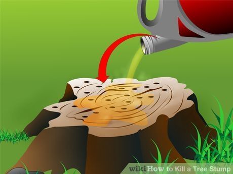 Kill Tree Roots, Tree Root Removal, Tree Stump Killer, Kill Tree Stump, Tree Stumps Diy, Removing Tree Stumps, Fruit Shoot, Stump Removal, Diy Projects Plans