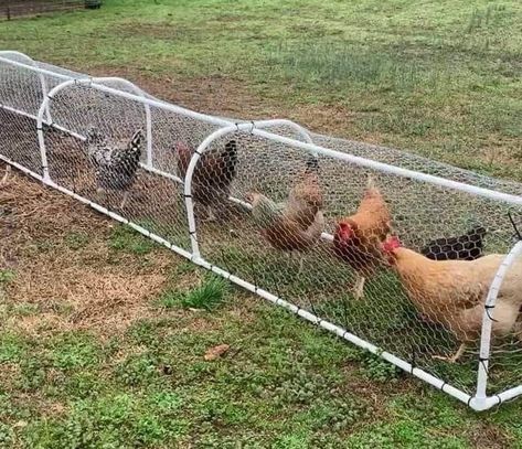 DIY Chicken Tunnel Ideas - The Happy Chicken Coop Diy Chicken Tunnel, Chicken Run Ideas Diy, Side Yard Landscaping Ideas, Chicken Tunnel, Building Yourself, Chicken Enclosure, Chicken Tunnels, Chicken Coop Plans Free, Chicken Coop Pallets