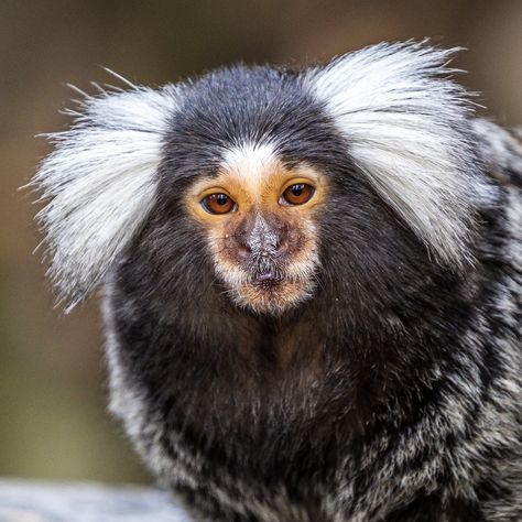 Marmoset Drawing, Monkey Marmoset, Common Marmoset, Monkey Species, Finger Monkey, Pygmy Marmoset, Marmoset Monkey, Cool Animals, Monkey World