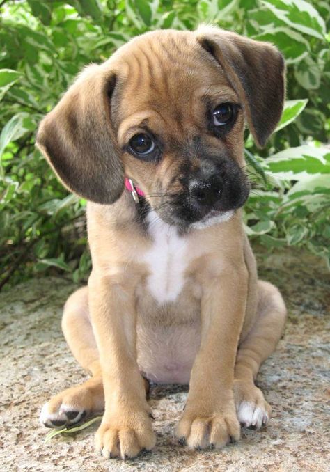 Top 10 cutest dog breeds that you must bring home immediately! Puggle Puppies, Dog White, Cute Puppy Pictures, Puppy Face, Puppy Pictures, A Puppy, Wild Life, Beautiful Dogs, I Love Dogs