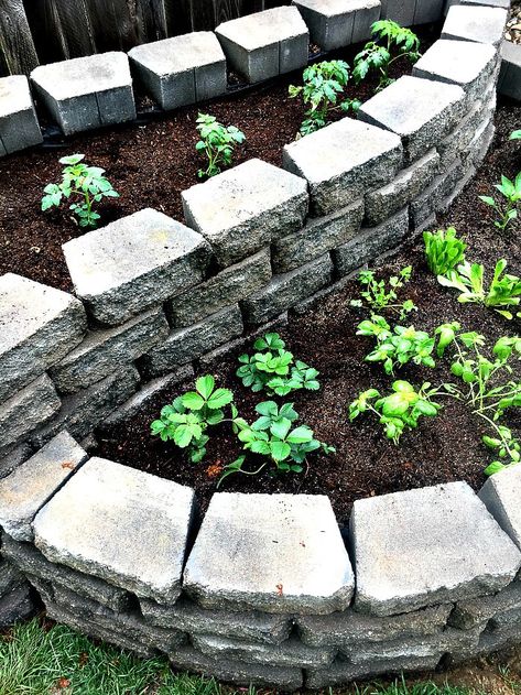 Garden With Pavers, Build A Raised Garden Bed, Garden Pavers, Edible Gardening, Raised Vegetable Gardens, Garden Railroad, Building Raised Garden Beds, Raised Flower Beds, Stone Landscaping