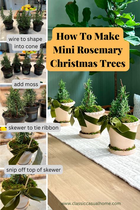 how to make little rosemary trees Rosemary Christmas Tree, Herb Centerpieces, Christmas Tree Topiary, Rosemary Plants, Rosemary Tree, Christmas Tree Plant, Small Clay Pot, Rosemary Herb, Rosemary Plant