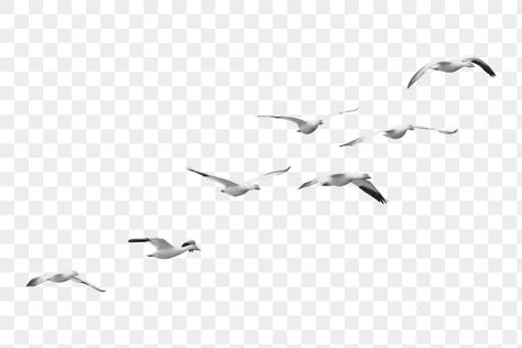 Flying Seagull, Sticker Transparent Background, Seagulls Flying, Bird Flying, Sticker Transparent, Border Png, Flying Birds, Flock Of Birds, Faroe Islands