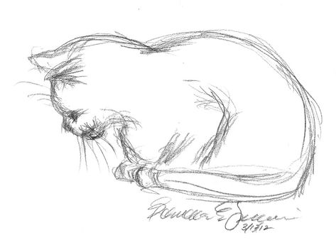 Sketches Of Cats, Cat Sketches, Cat Napping, Daily Sketch, Cat Sketch, The Catch, Pencil Art Drawings, Animal Sketches, Sketch Painting