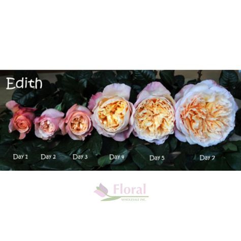 Garden Rose, Edith (David Austin) - Old Gold/Peach - Potomac Floral Wholesale Old English Roses, Austin Rose, Garden Rose, David Austin, English Roses, Silver Spring, Old English, Rose Garden, Large Flowers