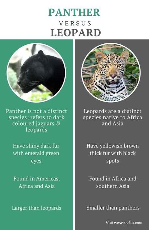 Difference Between Panther and Leopard | Facts, Features, Behaviour, Comparison Leopard Facts, Jaguar Panther, Emerald Green Eyes, Big Cat Family, Animal Infographic, Panther Leopard, African Leopard, Jaguar Leopard, Fun Facts About Animals