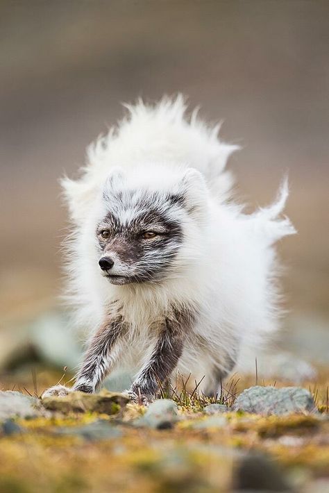 An arctic fox during a coat change from summer to winter Arctic Fox, Fox, Walking, White